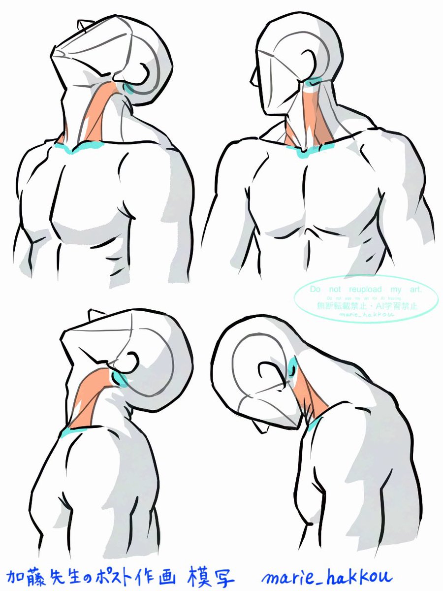 加藤先生のポスト作画　模写
胸鎖乳突筋は上を向くと曲がります