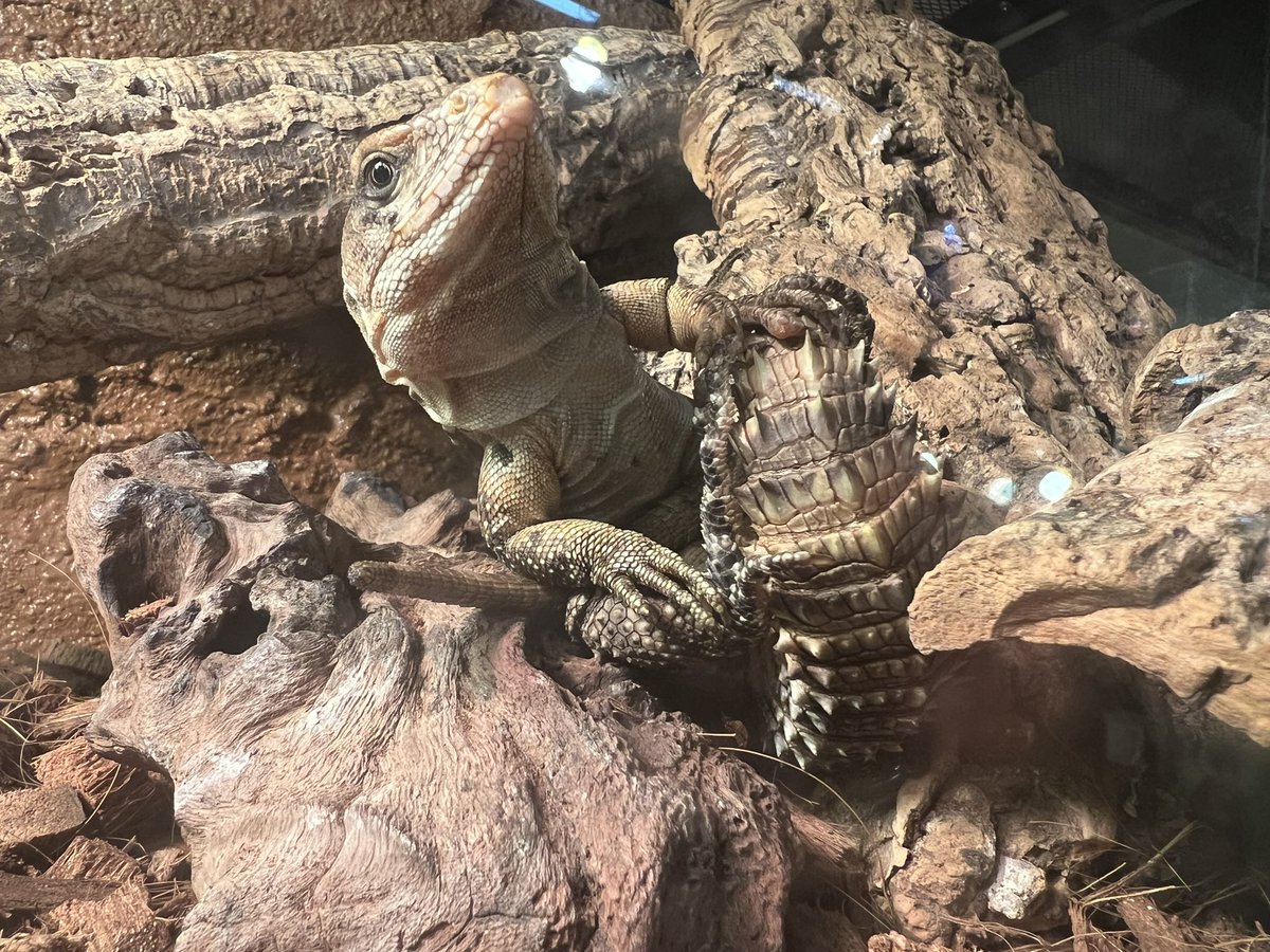 r_akashic's tweet photo. 🫣キマダラトゲオイグアナ🦖 https://t.co/jYoZWks2rm