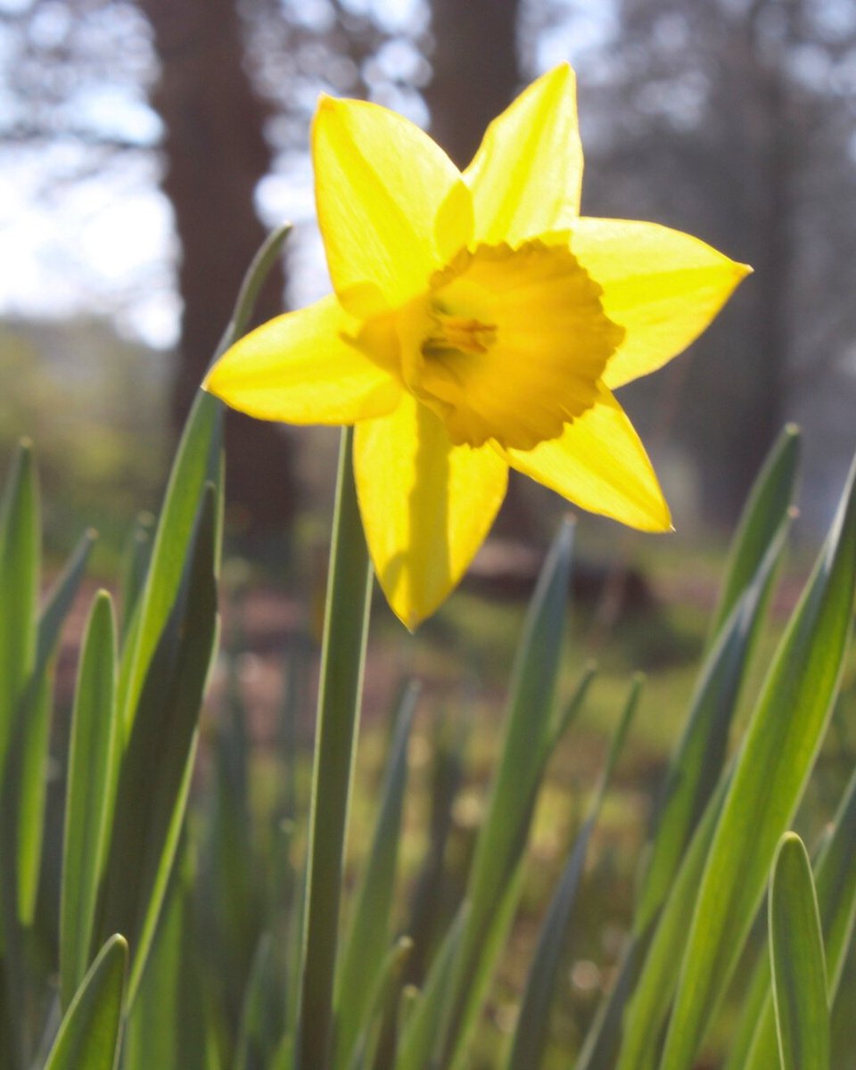 Spring in bloom at Birmingham Business Park 🌼 A lunchtime walk can boost productivity, reduce stress, and improve wellbeing - why not take a moment to enjoy the fresh air today?

#BirminghamBusinessPark #worklifebalance