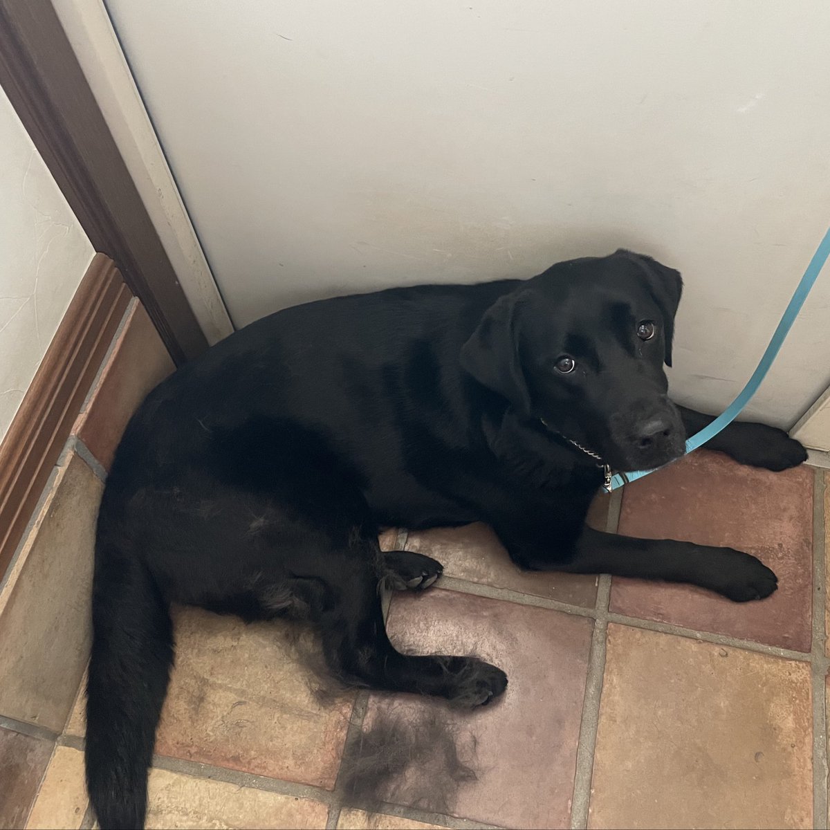 ブラッシング中☺️📷