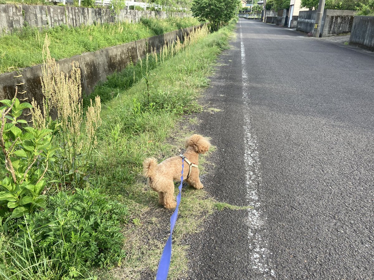サハリン島の植物 | 高橋 英樹 |本 | 通販 | Amazon
