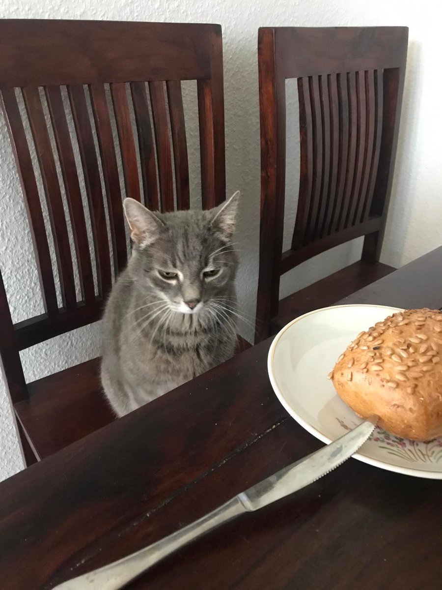 Carlo_on_air's tweet image. #CatsOfTwitter #breakfast #cat It's about time sausage and ham were finally served.