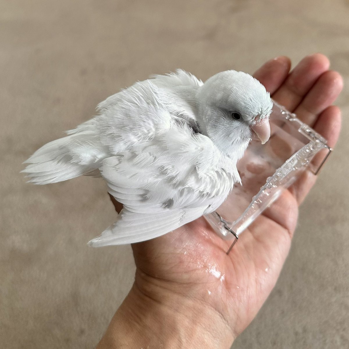 たまにする水浴びが、好き

bathing

#マメルリハ
#マメルリハインコ 
#インコ
#アメリカンホワイト