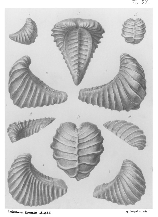 If you had been a member of @PalSoc 150 years ago, you would have received the monograph on Trigonia by John Lycett. Here are some he illustrated from the Isle of Wight