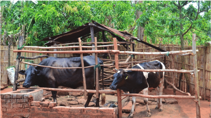 This picture shows all you need for you to have a #biogas system. 

With a minimum of a cow, you can have a biogas system at as low as K288, 000 to give you an endless supply of cooking gas &amp; #biofertilizer. 

Call us for more. 

Pic: researchgate.net