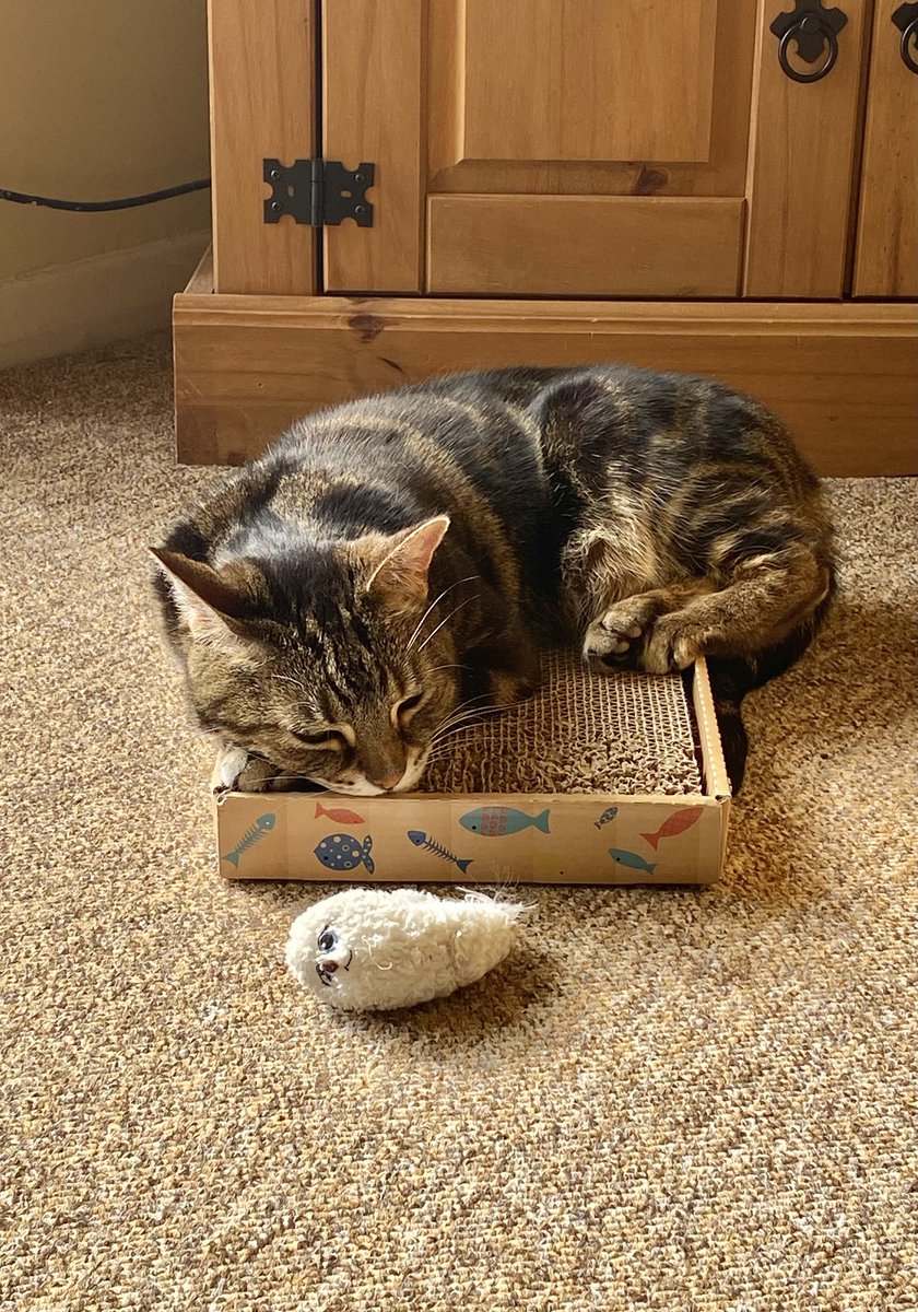 2 beds, 2 sofas, 2 cat beds, cat tower, 6 chairs and she lays here.
#cats #CatsOfTwitter #CatsOnTwitter