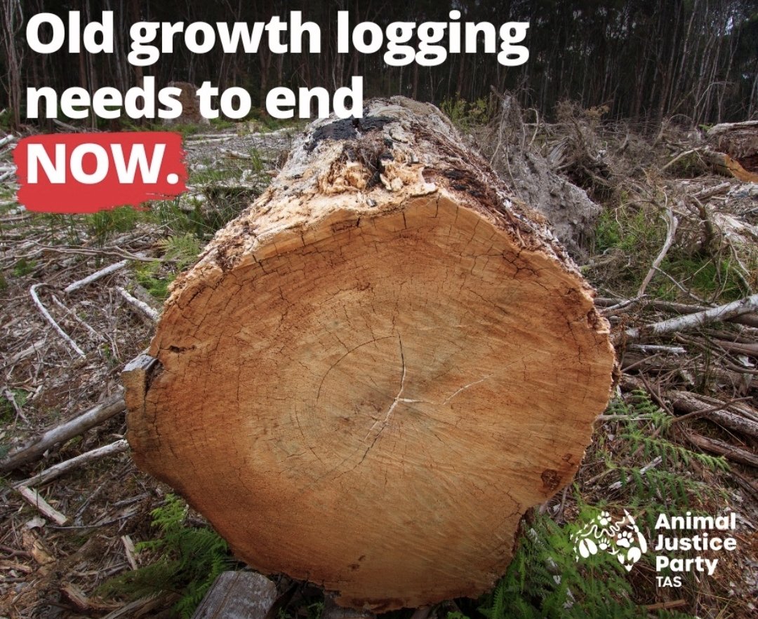 ajptas's tweet photo. Animal Justice Party will be your voice in the fight to end native forest logging NOW!
#VOTE1AJP
https://t.co/bDUX1BycxK https://t.co/bUpCulFvC3