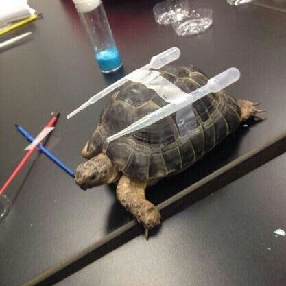 Chemistry class turned weird and we end up making a real Blastoise