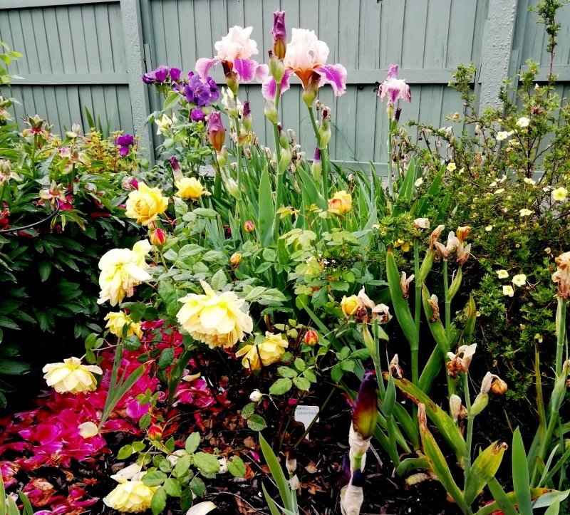 OPEN 3RD, 4th, 5th May 11-4
23 Accommodation Road
Horncastle, Lincolnshire, LN9 5AS

Medium sized garden.A range of tall and dwarf bearded iris, Auricula theatres, range of fruit trees and bushes. Designed to have small rooms showing off flowers, you can relax and take it all in.