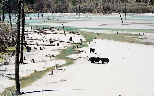 GanziChina's tweet image. Ganzi Road Trip: May Day Special 
Seventh stop: Bawang Lake 
📍Remote valley between Kangding and Shimian
Glacier views (if the fog lifts)! Multi-colored waters + epic hiking with crazy fresh air.
#GanziGuide #SpringTrip #Travel #China #Holiday #MayDay #LaborDay #Sichuan
