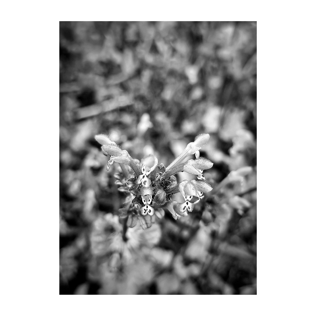 hiroyuki_0014's tweet photo. 『スマホで花・実・葉を撮る』ホトケノザ
Shoot flowers plants and leafs fruit with smartphone
#ホトケノザ #仏の座 #サンガイグサ #三階草 #henbit #common_henbit #giraffehead #henbit_deadnettle https://t.co/UndVUzVauZ