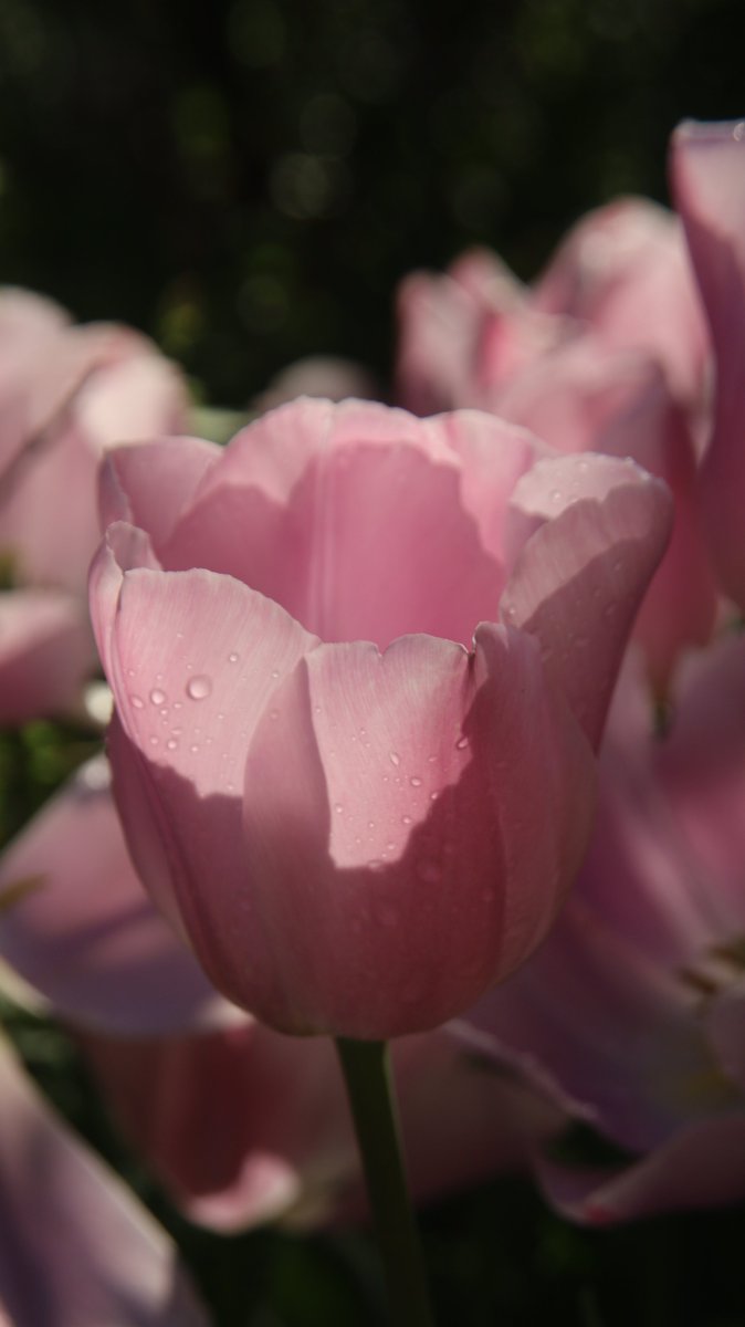 Tulips 😌

#Photography #Flowers #Tulip