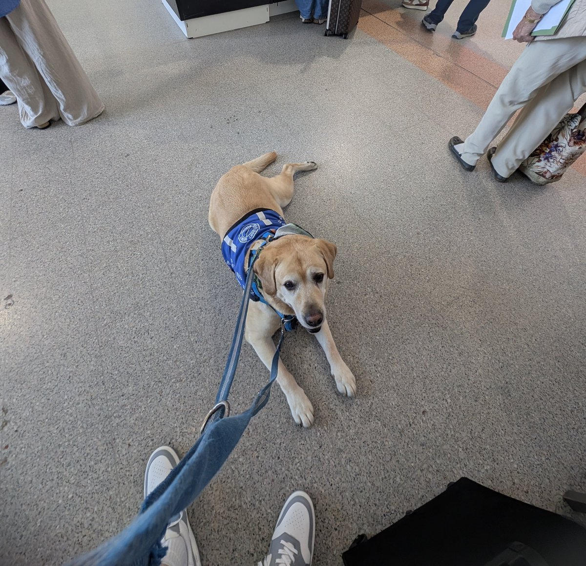 The face you pull when one of the most stressful part of air travel is security and they make it unnecessarily harder. 

#Aviation #AssistanceDog