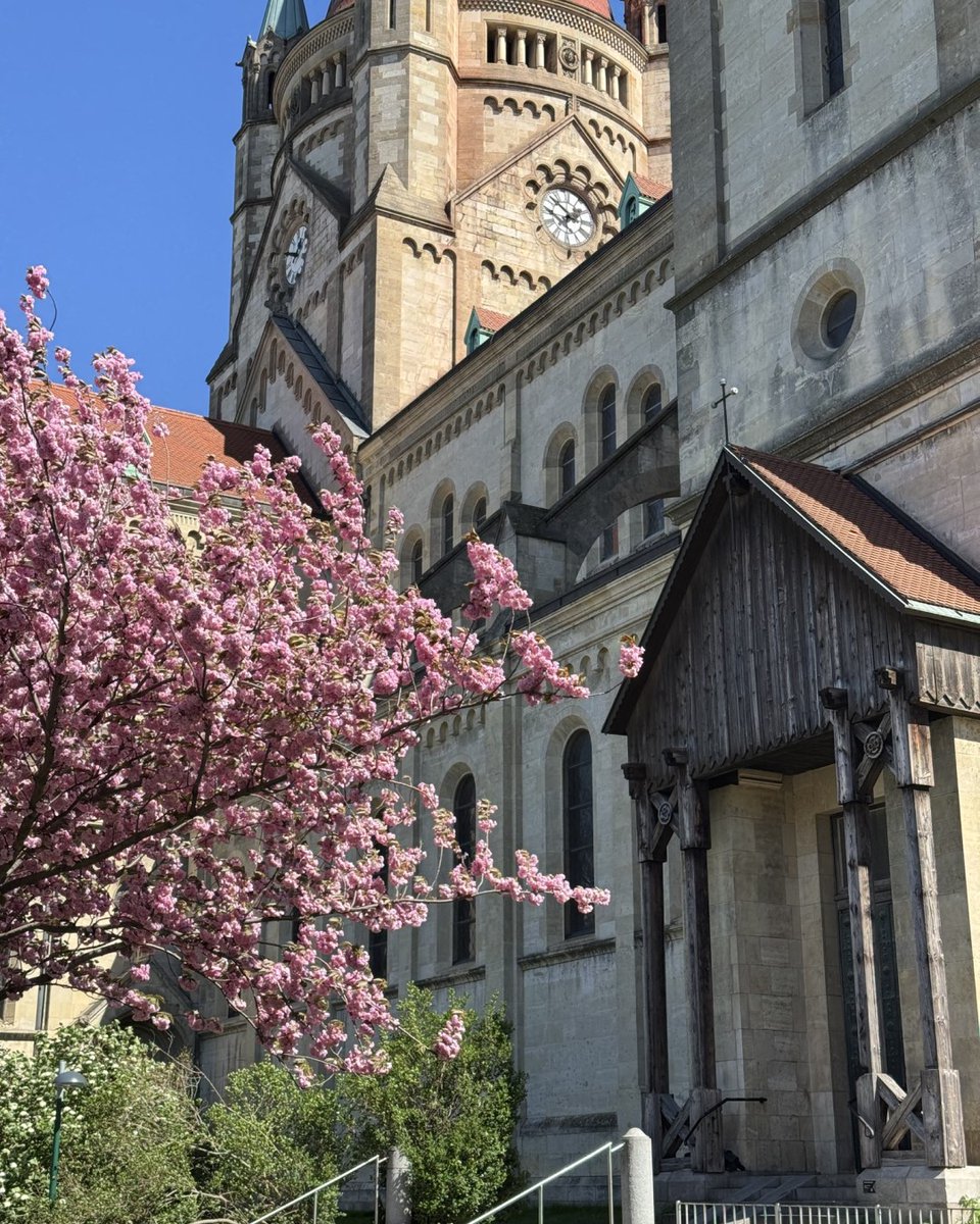 Spring vibes in full bloom 🌸✨ The cherry blossoms at Mexikoplatz are stealing the show – come and enjoy this dreamy pink paradise! 🌺 #ViennaNow