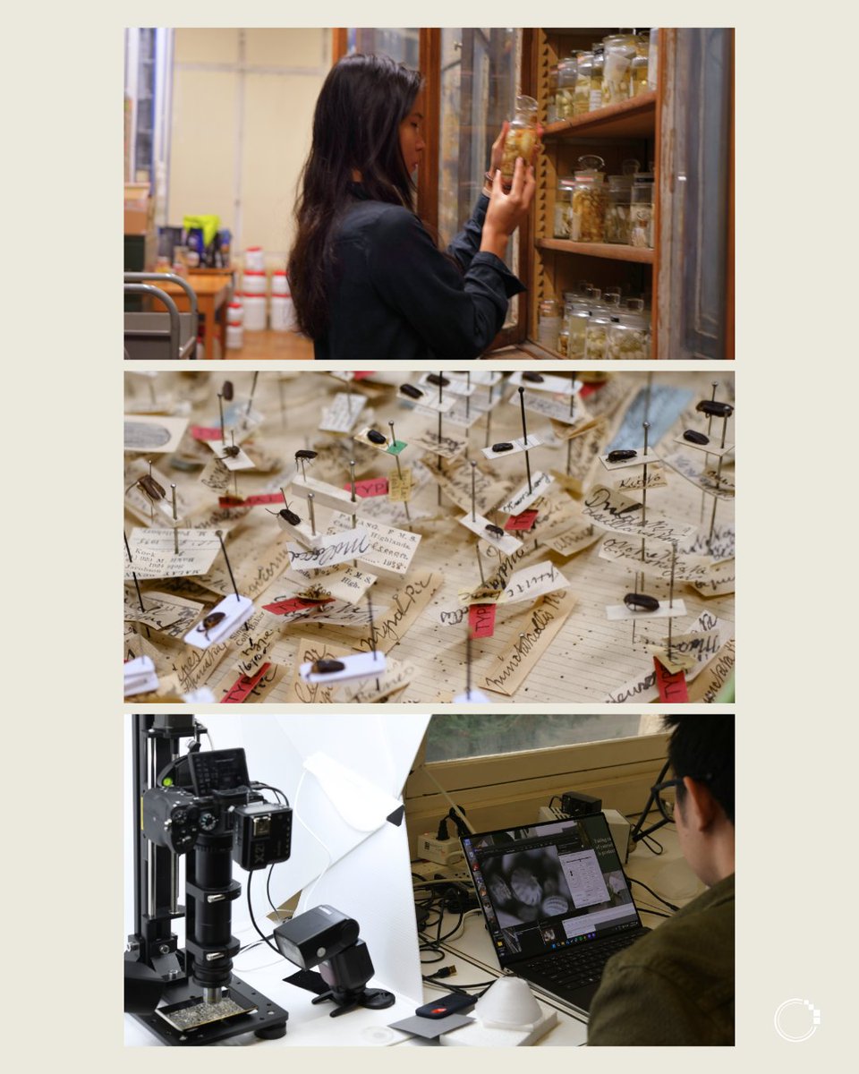 signifynathist's tweet image. In September 2024, the SIGNIFY team spent six weeks in Muséum National d&apos;Histoire Naturelle (MNHN) in Paris, France. 

Join us over the next weeks as we share the amazing specimens that we have digitised from MNHN, and the stories behind them!