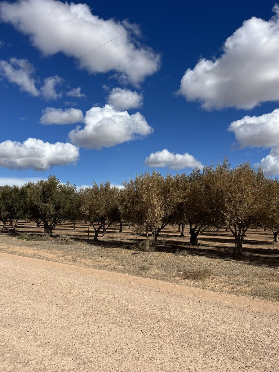 Tom Rymill tweet media