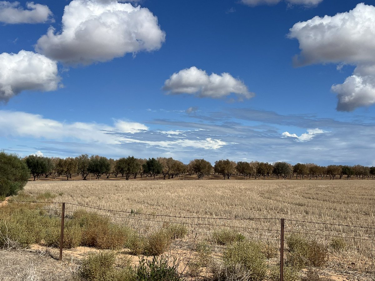 Tom Rymill tweet media