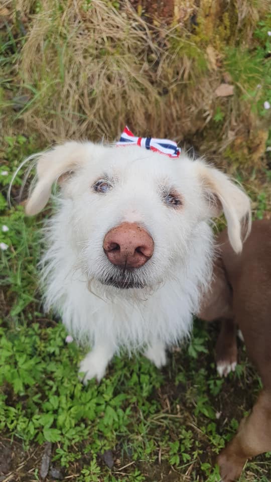 ROLDAOrg's tweet image. Zinga, a blind rescue dog saved by ROLDA, now helps find lost dogs! 🐶✨ Abandoned &amp;amp; shivering in the snow, she had no hope until ROLDA rescued her. Now, she’s thriving in Norway… &amp;amp; even trained to save others! 🧵👇
#AdoptDontShop #adoptarescuedog #GuideDogDay