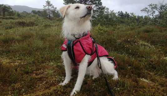 ROLDAOrg's tweet image. Zinga, a blind rescue dog saved by ROLDA, now helps find lost dogs! 🐶✨ Abandoned &amp;amp; shivering in the snow, she had no hope until ROLDA rescued her. Now, she’s thriving in Norway… &amp;amp; even trained to save others! 🧵👇
#AdoptDontShop #adoptarescuedog #GuideDogDay