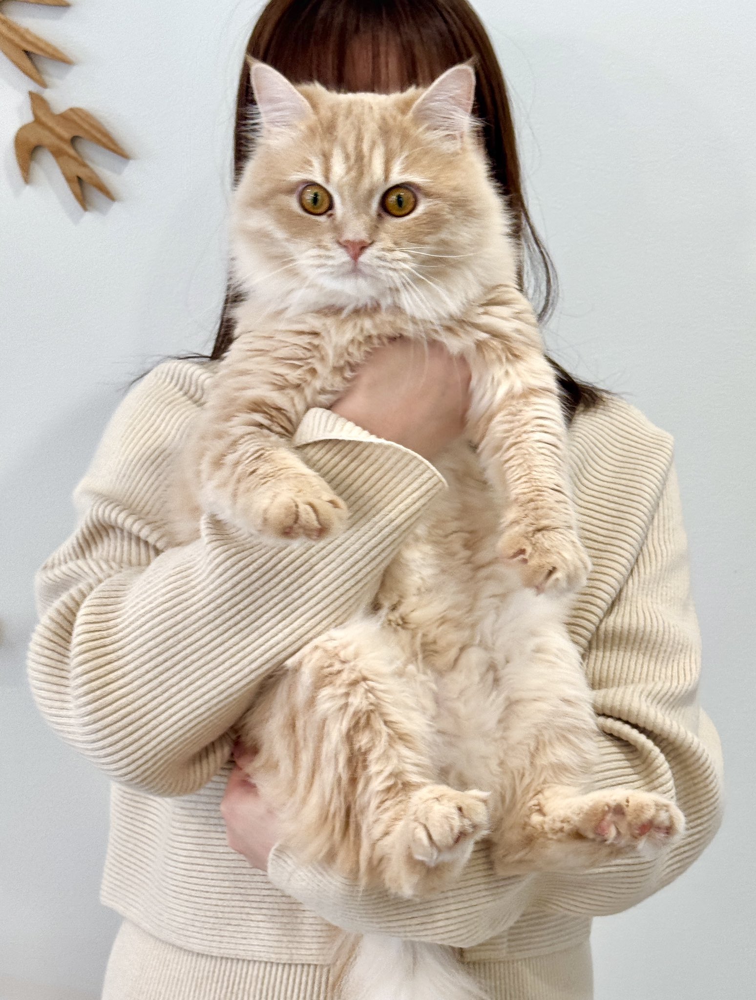 アンティーク大きな瞳や長いヒゲ、まつ毛が美しく、大きなリボンも可愛い招き猫 ビンテージ手描きの瞳やまつ毛が美しい珍しい親子の招き猫