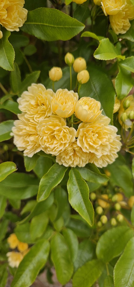 Hole Park Gardens tweet media