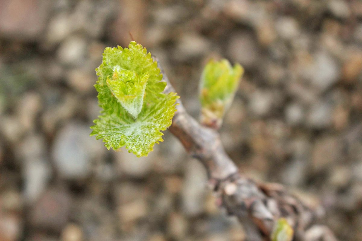 Mas Doix tweet media