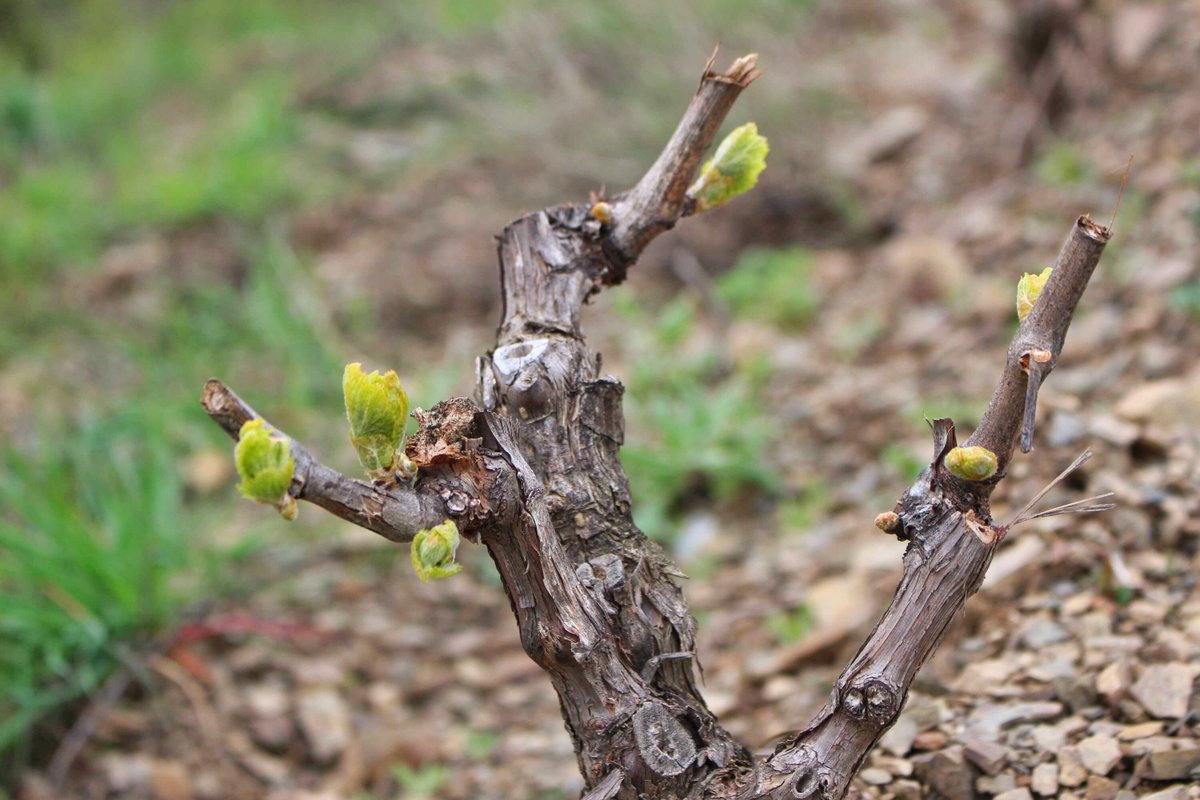 Mas Doix tweet media