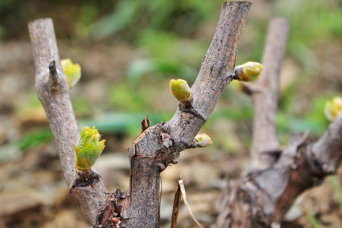 Mas Doix tweet media