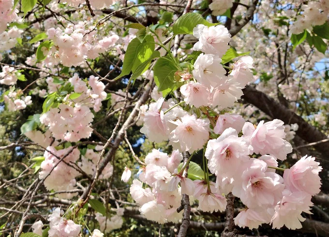 先日の花見で詠んだ句八重桜 甘ロリパニエ みたいだね 
