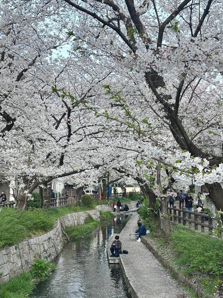 BillyeLuthardt's tweet photo. 東京都心の桜の名所である多くの人が訪れるのに比べて、宿河原はとても落ち着いています。商業施設の出店はあまりなく(一部の地域では臨時出店もあります)、のんびりと散歩やジョギング、自転車、子どもやペットを連れて花見に訪れる地元の人たちの姿が目立ちます。 https://t.co/ci4TcHMETX