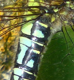 📢Test your knowledge 📢
From these zoomed in snippets can you guess the dragonfly species? 🐉📸

Comment your answer and check back tomorrow to find out if you are right!

#quiz #dragonfly #ID #identification