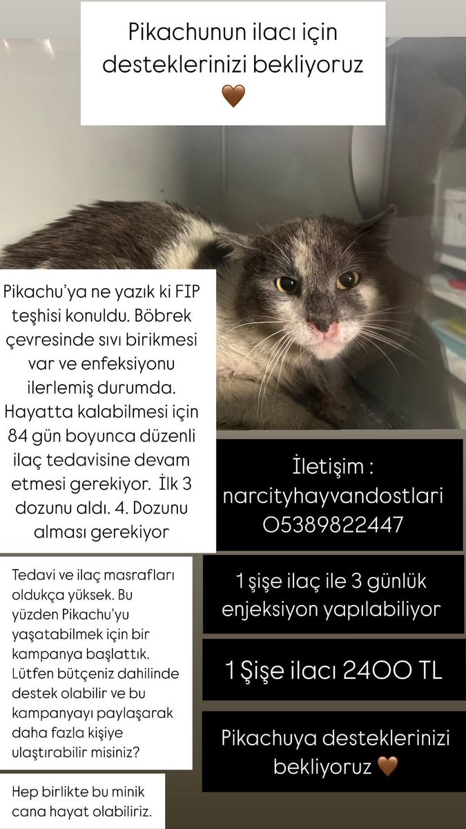 Fib hastası kedi için
Paylaşım desteği verir misiniz🙏🙏