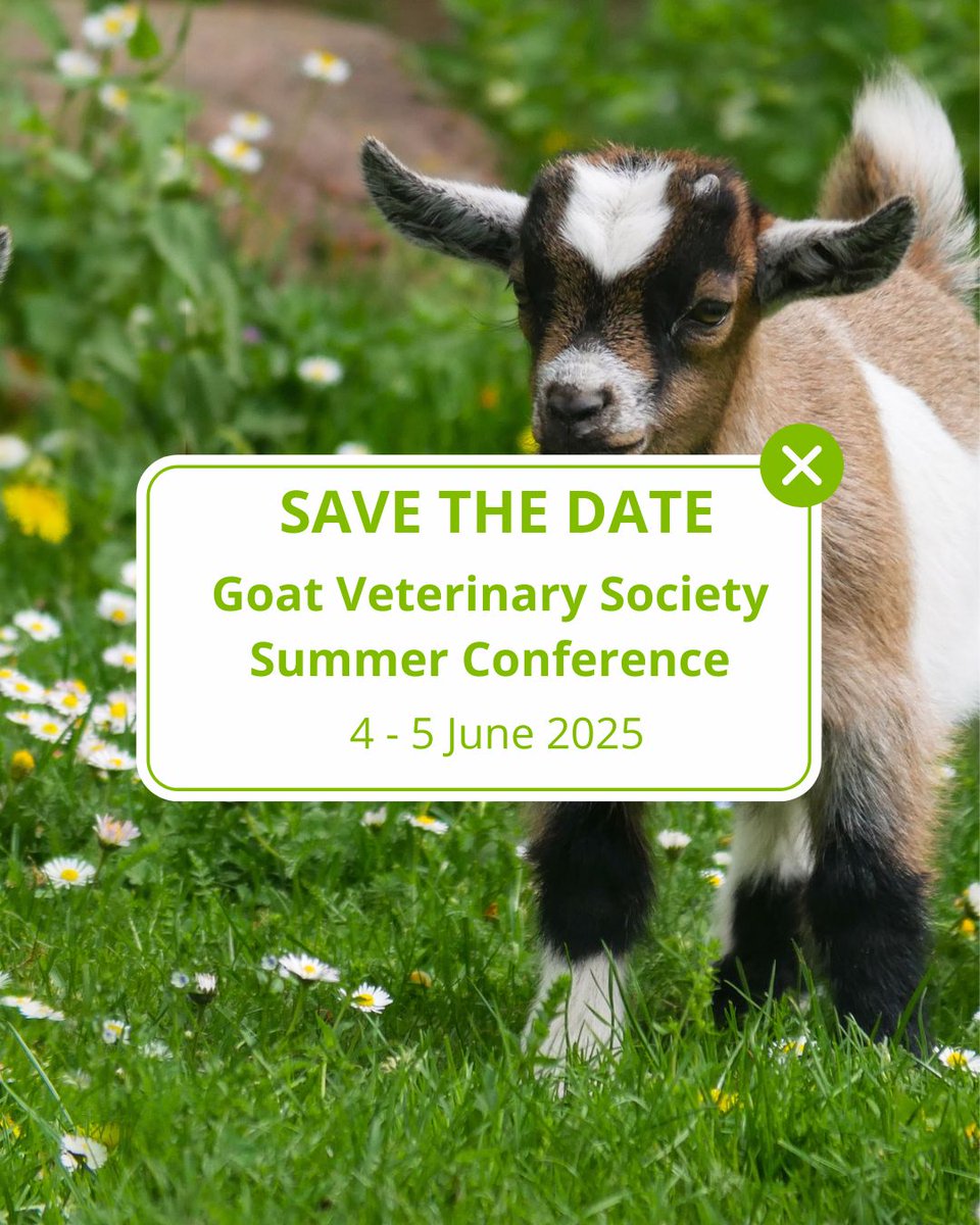 The Goat Veterinary Society Summer Conference will be taking place on 4th - 5th June 2025 🐐🌞
 
📍 Village Hotel Swindon, Shaw Ridge Leisure Park, Whitehill Way, Swindon SN5 7DW.