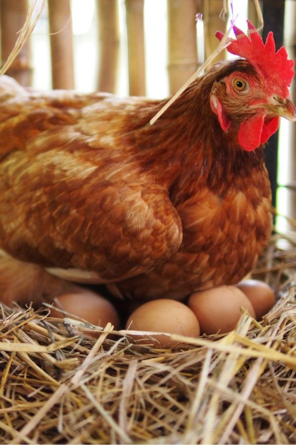 square_farms's tweet photo. Fun fact:
A hen doesn’t need a rooster to lay eggs!
She just does her thing one egg a day, no drama.
Life on the farm is simple, natural, and fresh.
#squarefarms #poultrytalk #farmfresheggs https://t.co/qfEJ03sSWq
