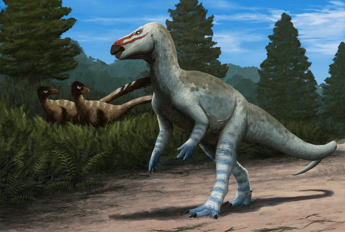 danielmadzia's tweet photo. 🚨 Welcome Obelignathus! A true heavyweight ("heavy jaw") among rhabdodontomorph #ornithopods! 🚨

It’s been a while since @LCzepinski and I began working on European #rhabdodontomorphs, so it’s great to see this out!

👉https://t.co/2ejmGHV3Xb

🖌️ Edyta Felcyn-Kowalska https://t.co/D09q7fl8mi