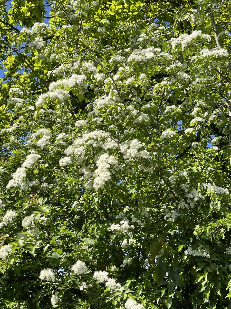 Janette Turner tweet media