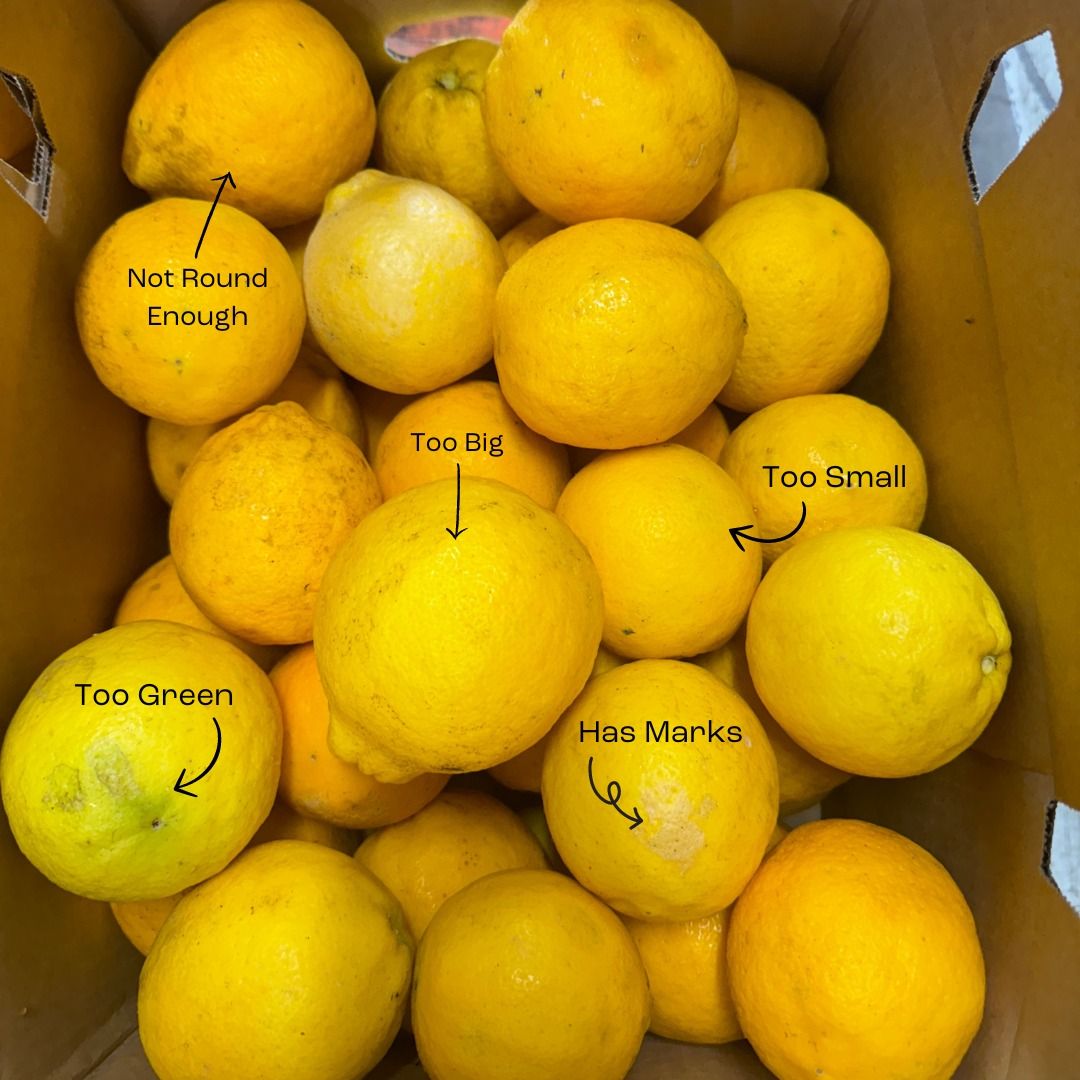 There are few things more frustrating for farmers than growing produce that can’t be sold because of aesthetic imperfections 🫐 The entrepreneurs behind Second Squeeze are changing that: turning rejected produce into syrups, flours and liqueurs. More here: buff.ly/GAex9kj