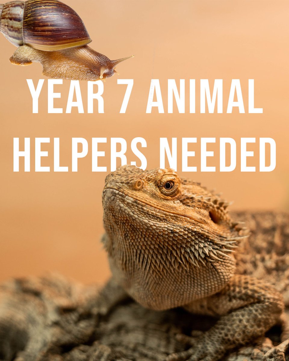 Want to Help Take Care of Our Animals?

All Year 7 students are welcome to join us in looking after Hugo the bearded dragon and our Giant African Land Snails!

Everyday 3:10–3:30pm in G25 with Miss Jones

If you're interested, sign up on the sheet posted on the G25 door.