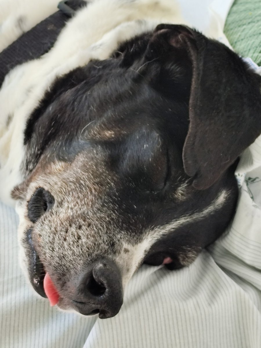 The sweetness of my senior boy Jack 😍💙 I'm so in love with this almost 12 yo boy 🥰
 He's become a bit deaf too 🥹.
He's enjoying a nap, snoring and dreaming. And a belated happy #TongueOutTuesdays 😋