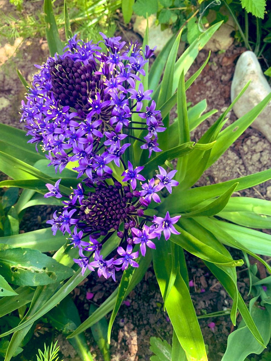 Cette magnifique chose est dans mon jardin.