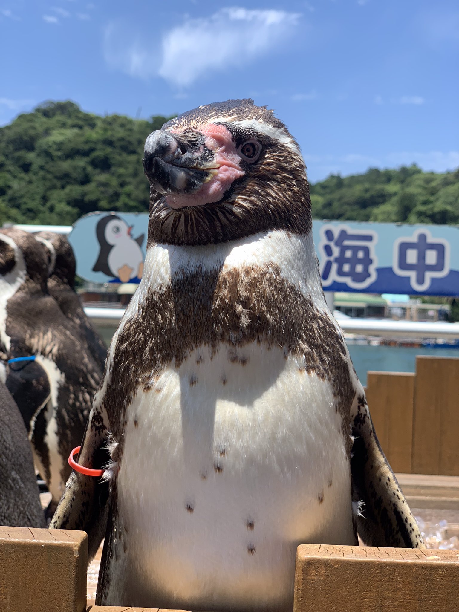 下田海中水族館 on X: 