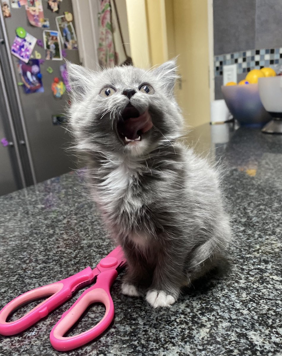 Here, have some Beanie baby.