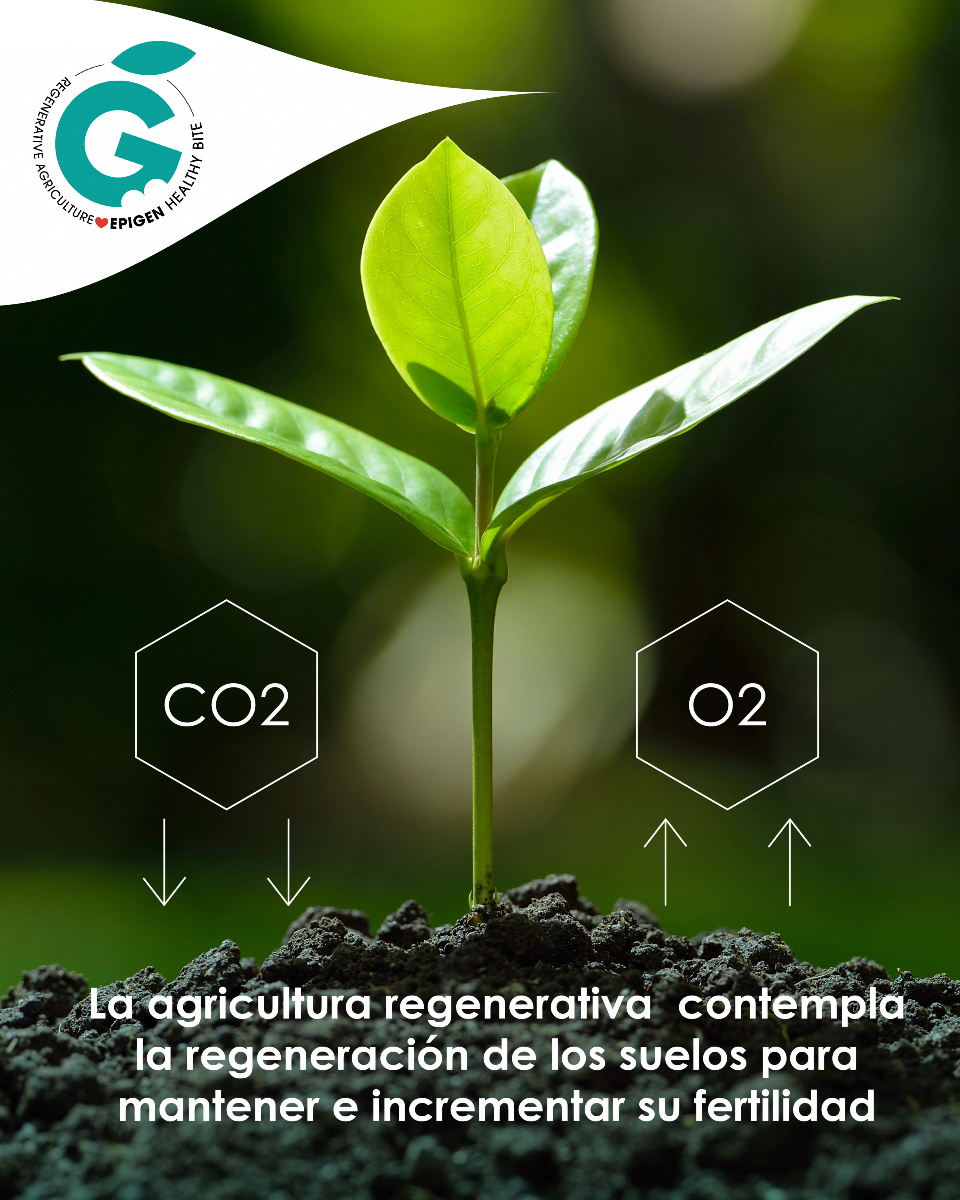 🌱 La #agriculturaregenerativa contempla la regeneración de los #suelos para mantener e incrementar su fertilidad

#EpigenHealthyBite salud en cada bocado