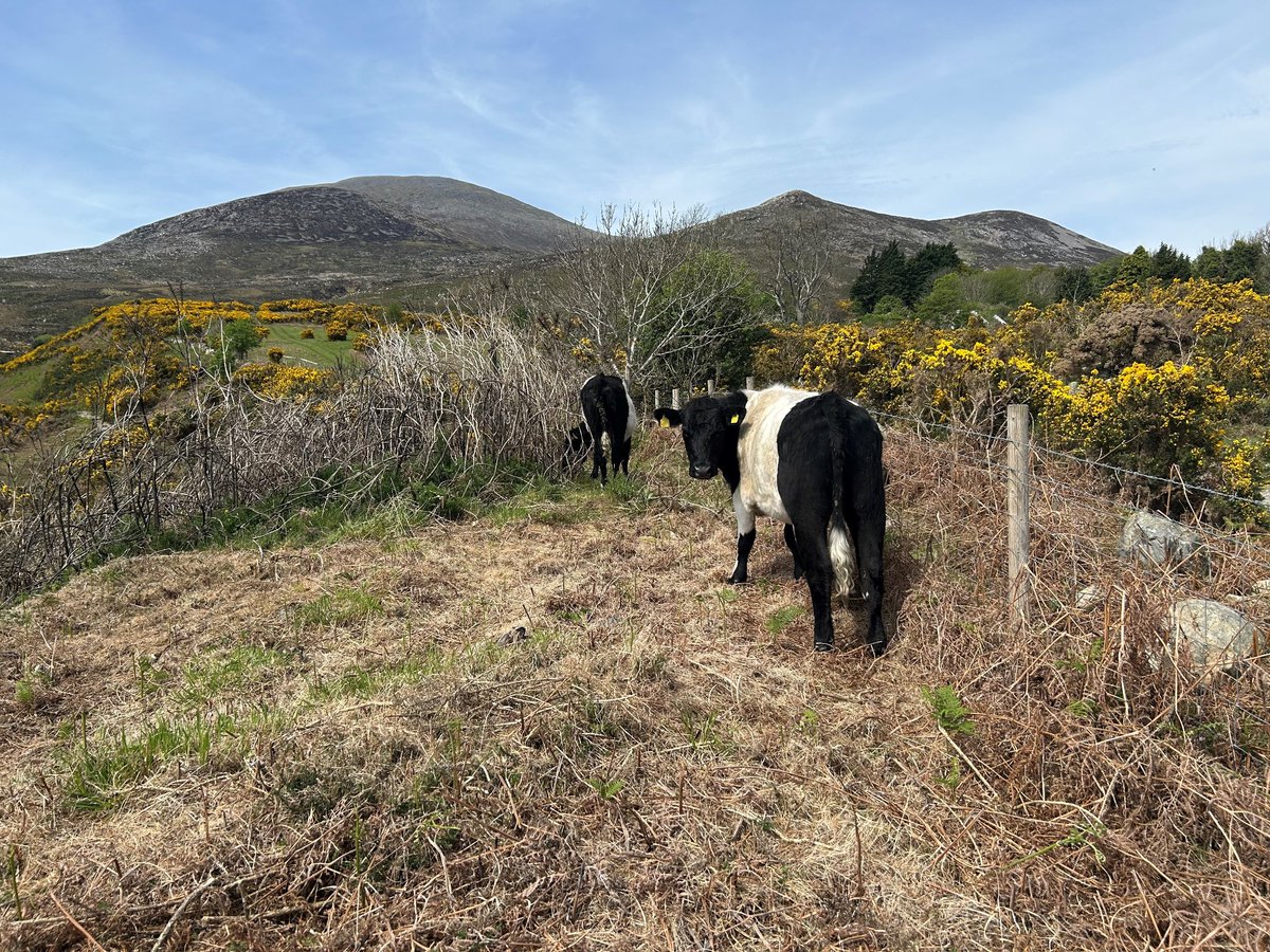 Mournes National Trust tweet media