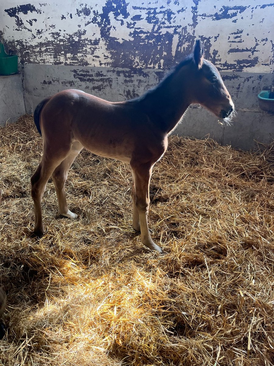 Knowledge Face🇸🇪 har blivit moder till ett stoföl,
Dedicate Thyself efter Greenshoe🇺🇸, stofölet föddes hos Stall Conrads. Hon är bokad till Googoo Gaagaa🇺🇸 i år.

Knowledge Face vann bland annat Stosprintern, Ulf Thoresens Minneslopp, Petit Prix och Pay Dirts Minneslopp. Hon har