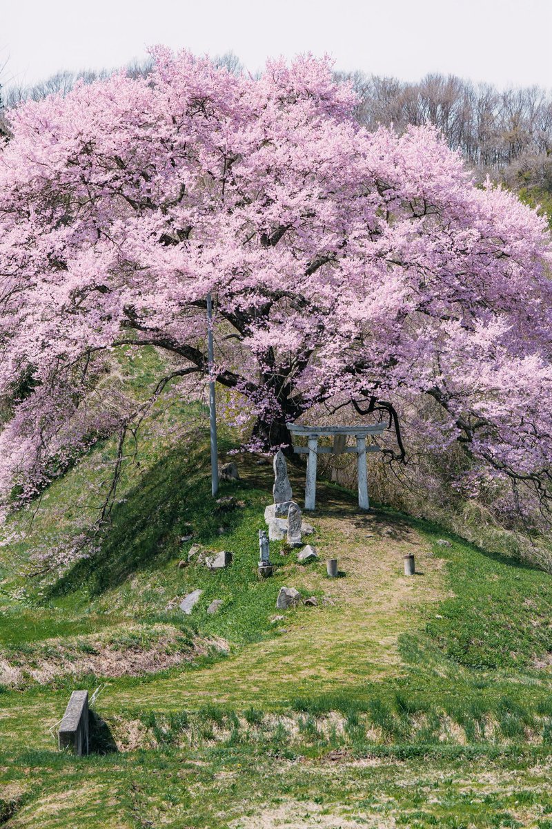 zookomi0124's tweet photo. 今年見た圧倒的にすごい桜 https://t.co/zXTzd2aQ7r