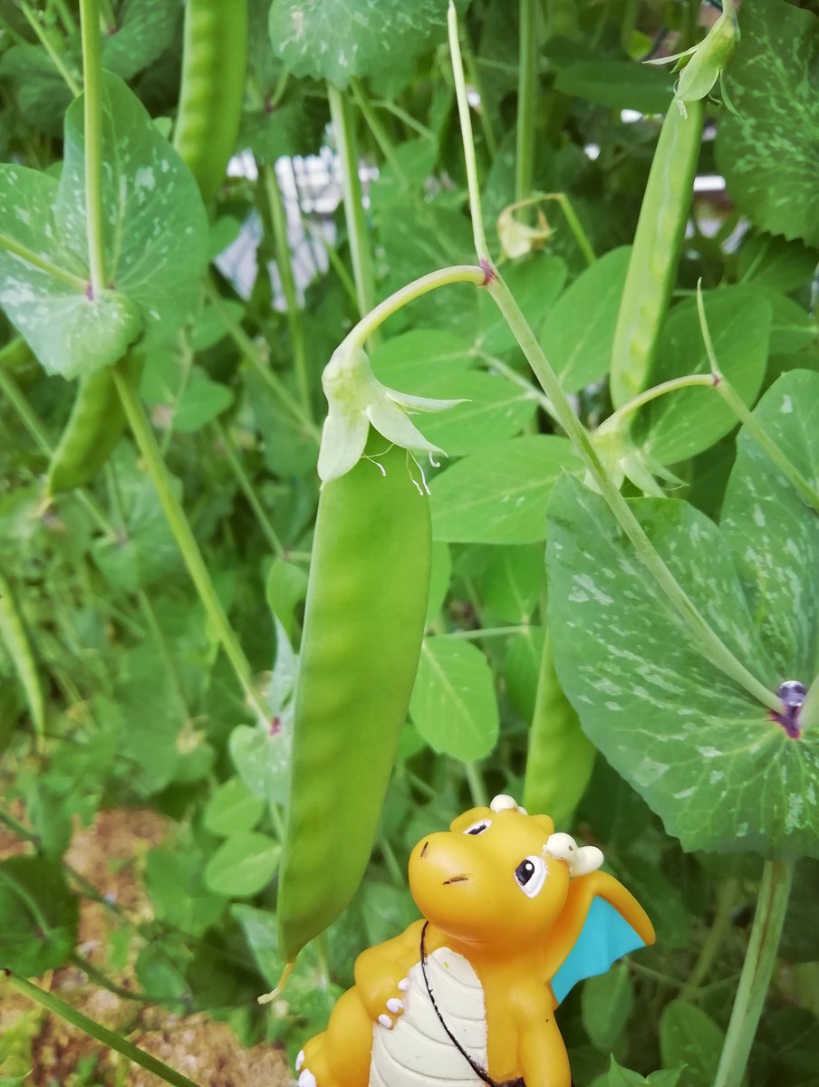 サヤエンドウ