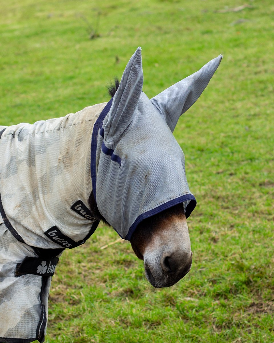 Did anyone spot our lovely adoption donkey, Roma, in her chic zebra print disguise? 🦓 Like many donkeys, she suffers from sweet itch caused by midge bites 🦟. The fly mask and rug she's wearing help protect her in the warm weather, ensuring her comfort!