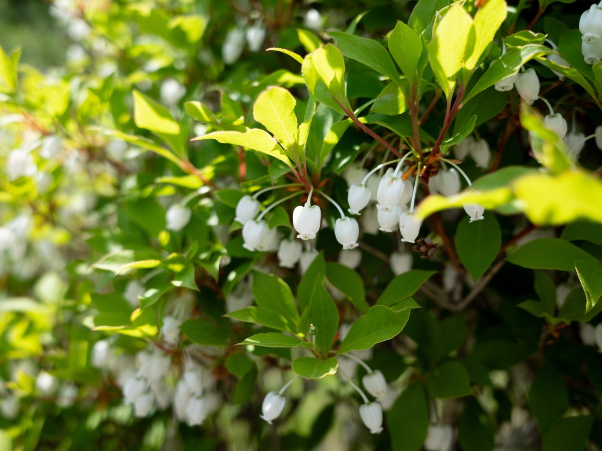 今の季節、ドウダンツツジ（灯台躑躅／満天星）が綺麗です。

ドウダンツツジの原産地を発見したのは、日本植物分類学の父と呼ばれる牧野富太郎博士なのだそうです。
花言葉は「上品」「わたしの思いを受けて」など。

毎年楽しみにしている、好きな花のひとつです。