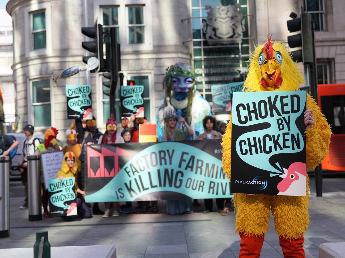 📣 RIVER ACTION IN COURT TODAY📣

River Action takes Shropshire Council to court over chicken megafarm approval.

💪 Join us as we stand up against pollution, poor planning and a broken system that rewards pollution over protection.

📖Read the full story: riveractionuk.com/cluck-off-rive…